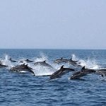 Costa delle sirene, nella Bocca Piccola i delfini danzano (Video)