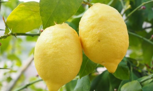 ‘Limoni in festa’ a Massa Lubrense