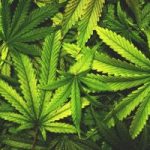 Monti Lattari, piante di cannabis annientate dai CC