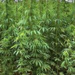 Piantagioni di cannabis indica Scovate e distrutte