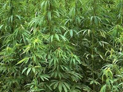 Nella serra coltivava cannabis, arrestato