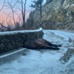 Monte Faito, cavallo morto nella neve