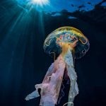 Costiera, una medusa trascina plastica: è allarme