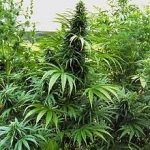 Rinvenute e distrutte piante di cannabis sui monti Lattari