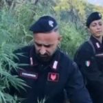 «Tabula Rasa» sui Monti Lattari: sequestrate 5.500 piante di canapa indiana