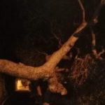 Bufera di Santa Lucia a Capri: crolla grosso albero