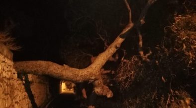 Bufera di Santa Lucia a Capri: crolla grosso albero