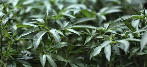Sorrento, 22enne denunciato per detenzione e coltivazione di cannabis