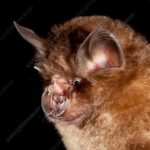 Coronavirus, i pipistrelli i maggiori indiziati