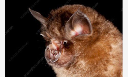 Coronavirus, i pipistrelli i maggiori indiziati