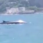 Castellammare, un balena di immerge davanti alla calcina (Video)