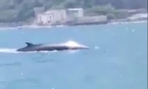 Castellammare, un balena di immerge davanti alla calcina (Video)