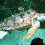 Salvata dalla CP una tartaruga Caretta Caretta ferita (Video)