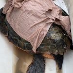 Urgente soccorso per salvare tartaruga