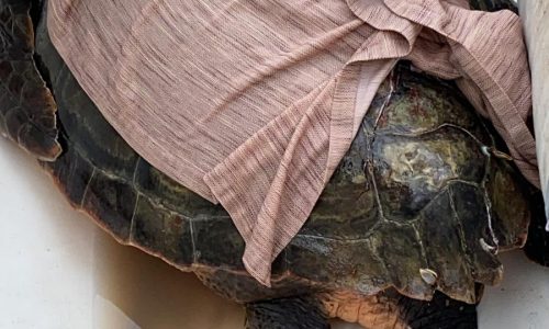 Urgente soccorso per salvare tartaruga