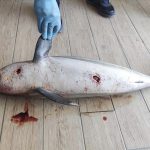 Costa delle sirene, tre delfini morti in pochi giorni