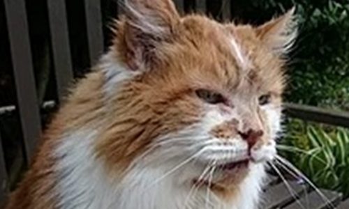 Addio a Rubble: è deceduto il gatto più vecchio del mondo