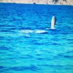 Il delfino che salta e gioca nel golfo di Sorrento (Video)