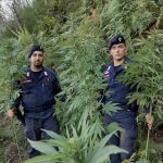 Scoperta piantagione di cannabis a Tramonti [FOTO]