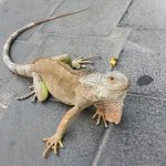 Meta, iguana a spasso tra le strade