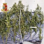 Coltivatore casalingo di marijuana denunciato dalla PS