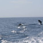 Amp Punta Campanella,  delfini giocano con una barca (Video)