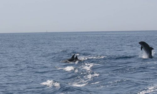 Punta Campanella, delfini: piroette e salti intorno al Vervece (Video di Capodilupo)