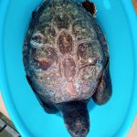 Punta Campanella, recuperate due tartarughe Caretta caretta