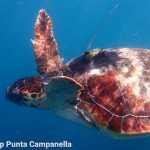 Appello di Punta Campanella per salvare le tartarughe