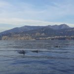 Punta Campanella, delfini attraversano le acque costiere (Video)