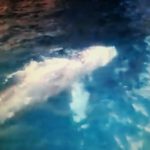 Balena avvistata nel golfo di Sorrento (Video)