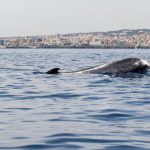 La balena avvistata in Italia forse nativa nell’Atlantico