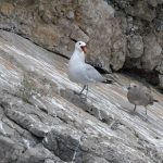 Il Gabbiano corso torna per nidificare a Punta Campanella