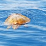 Punta Campanella, prestare attenzione alla tartarughe marine