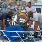 Punta Campanella, salvata dai pescatori Caretta Caretta