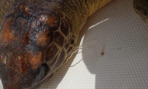 Punta Campanella, velisti hanno salvato tartaruga in difficoltà (Video)