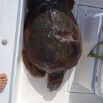 Punta Campanella: recuperata tartaruga Caretta caretta in difficoltà