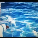 Punta Campanella, il cane che avverte la presenza dei delfini (Video)