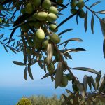 Piano, l’olivo al Mercato della Terra