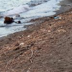 Rimosse tonnellate di rifiuti spiaggiati a Sorrento