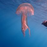 Punta Campanella, riecco le meduse