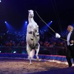 Circo Togni resta a Napoli  e spettacolo fino a Carnevale 2022