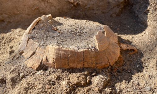 Scavi di Pompei: ritrovata una tartaruga di 2000 anni fa ed il suo uovo (Video)
