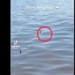 Torre del Greco, ratto in mare fa il bagno tra i bagnanti (Video)