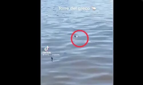 Torre del Greco, ratto in mare fa il bagno tra i bagnanti (Video)