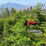 Operazione “green life” armi e droga tra i Monti Lattari e Monte Faito