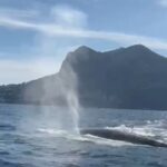 Punta Campanella, tra costiera sorrentina e Capri la ‘danza’ delle balene (Video)