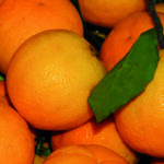 Sorrento, presentazione del libro sugli aranci