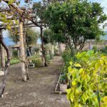 Scavi Pompei, visita ad antico giardino riattivato e rigenerato