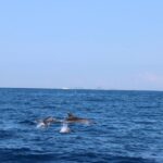 Punta Campanella, delfini vicino all’Isca (Video)